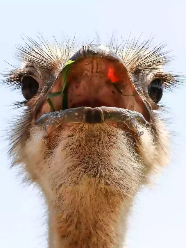 cropped-ostrich.webp
